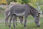 Zwei Grevyzebras (Equus grevyi) am 25.9.2010 im Toronto Zoo.