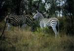 1990 im Sabi Sabi Private Game Reserve in Sdafrika: Zebras whrend der Fotosafari