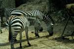 Zebras in der Rserve Africaine de Sigean in Sdfrankreich im Juli 1988