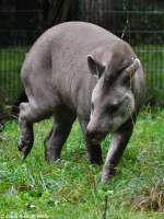 Flachlandtapir (Tapirus terrestris) im Tierpark Cottbus (August 2015).