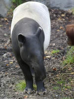 Ein Schabrackentapir  im Zoo Dortmund.