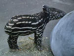 Ein junger Schabrackentapir im Zoo Dortmund.