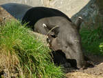 Ein Schabrackentapir im Zoo Dortmund.