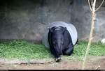 Blick auf einen Schabrackentapir im Gondwanaland des Zoos Leipzig.