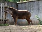 Tapir im Zoo d'Amneville, 26.9.2017