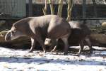 Familie Flachlandtapir (Tapirus terrestris) am 25.2.2010 beim Spaziergang im Zoo Berlin.