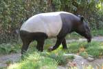 Schabrackentapir (Tapirus indicus) am 25.9.2010 im Toronto Zoo.