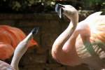 Chile-Flamingos (Phoenicopterus chilensis) im Gesprch.