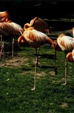Rosa Flamingos im Zoo von Amsterdam im Jahr 1990