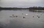 Ein Schwan und viele Enten, auf dem Silber See in Hannover.
