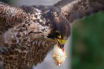 Falke bei der Flugshow im Vogelpark Marlow mit vermeintlich erjagter Beute.