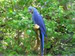 Walter Zoo Gossau/SG - Bewohner ein Blauer Papagei ..