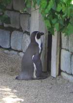 Er steht geduldig vor der Haustr seines Freundes und wartet: Pinguin im Luisenpark Mannheim (26.05.05) 