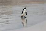 ein einzelner Pinguin kommt im August 2018 an der Kste von Sdafrika aus dem Wasser