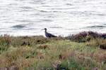 Groer Brachvogel in der Ria Formosa; fotografiert von einem allgemein zugelassenen Standort (OLHO, Distrikt Faro/Portugal, 18.03.2022)
