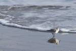 Sanderling an der Praia da Ponta da Areia (VILA REAL DE SANTO ANT�NIO, Distrikt Faro/Portugal, 22.03.2022)