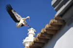 Storch beim Anflug auf das Dach der Kapelle Nossa Senhora da Soledade (OLHO, Distrikt Faro/Portugal, 25.01.2019)