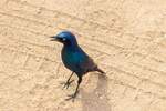 ein kleiner Blauer Vogel im Krger Nationalpark August 2018