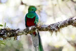 Quetzal-Mnnchen aus der Ordnung der Trogone, der extrem seltene Nationalvogel Costa Ricas.