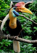 Sulawesi-Helmhornvogel-Mnnchen (Aceros cassidix) im Weltvogelpark Walsrode (Juli 2014).