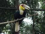 Ein Nashornvogel (Furchenhornvogel) in einem Gehege des Parks von Noong Noch Village, ca.