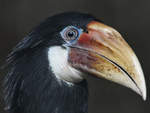 Ein Hornvogel Ende Juni 2010 im Zoo Dortmund.