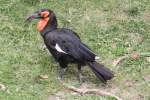 Sdlicher Hornrabe (Bucorvus leadbeateri) am 25.9.2010 im Toronto Zoo.