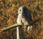 RAUHFUSSKAUZ IM TIERPARK NIEDERFISCHBACH/SIEGERLAND    Mit einer Flgelspannweite bis 60 cm und der Gre eines Steinkauzes gehrt er zu den kleineren  Eulen-Vertreten,der seinen