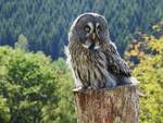 BARTKAUZ IM TIERPARK NIEDERFISCHBACH  Mit 62-69 cm Gre fast so gro wie der UHU,hier Bartkauz  Siggi  ,vom Falkner per Hand aufgezogen,  am 14.8.2019 im Tierpark NIEDERFISCHBACH.....