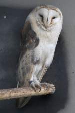 Schleiereule (Tyto alba) am 2.5.2010 im Freizeitpark Memleben.