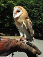 Mitteleuropische Schleiereule (Tyto alba guttata) im Tierpark Berlin (Juli 2015).