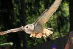 Uhu (Bubo bubo) bei einer Flugschau am 4.6.2010 im Vogelpark Steinen.