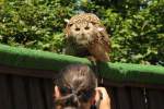 Wer wird hier anvisiert? Uhu (Bubo bubo) bei einer Flugschau am 4.6.2010 im Vogelpark Steinen.