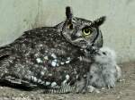 Fleckenuhu (Bubo africanus) mit Jungtier im Tierpark Berlin