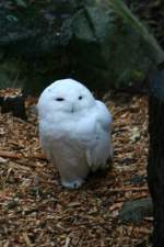 Eine Schnee-Eule (Bubo scandiacus) im Winterkleid.