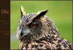 Uhu - Eurasian Eagle Owl (Bubo bubo) - Fotografiert im Birds of Prey Centre, Ballyvaughan Irland