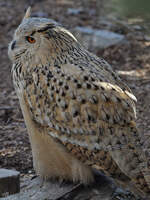 Ein Uhu im Zoo Madrid.