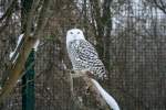 Eine Schneeeule (Bubo scandiacus) auf Aussichtsposten am 9.1.2010 im Tierpark Berlin.