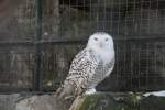 Schneeeule (Bubo scandiacus) am 25.2.201 im Zoo Berlin.