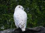 Eine Schneeule im Gelsenkirchener Zoo am 2.