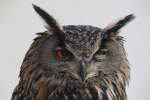 Europischer Uhu (Bubo bubo bubo) am 26.4.2010 im Vogelpark Stutensee-Friedrichstal.