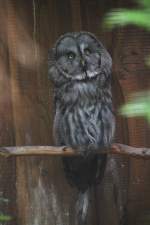 Bartkauz (Strix nebulosa) am 25.7.2010 im Zoo Heildelberg.