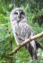 Bartkauz (Strix nebulosa), gesehen im Juni 2016 in der begehbaren Eulenvoliere im Tierpark Nordhorn.