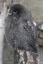 Bartkauz-Junges (Strix nebulosa) am 26.6.2010 im Zoo Leipzig.