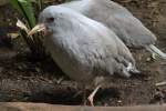 Kagu (Rhynochetos jubatus) am 11.3.2010 im Zoo Berlin.