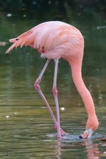 Ein Chileflamingo beim Schnbeln im Zoo Barcelona (Dezember 2011)