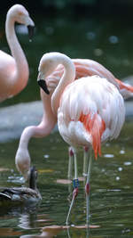 Chile-Flamingos im Zoo Duisburg.
