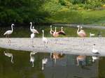 Im Höhenpark Stuttgart-Killesberg lebt eine Gruppe verschiedener Arten von Flamingos.