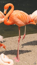 Ein Flamingo im Zoo Dortmund.