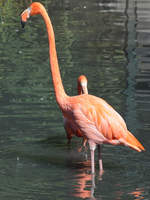 Ein Flamingo im Zoo Dortmund.